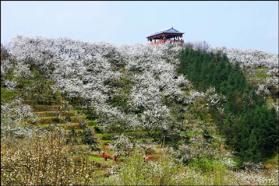 【春天，广西桂林灌阳县向您发出邀请！】我们在灌阳看梨花 - 游山玩水 - 赤峰生活社区 - 赤峰28生活网 chifeng.28life.net