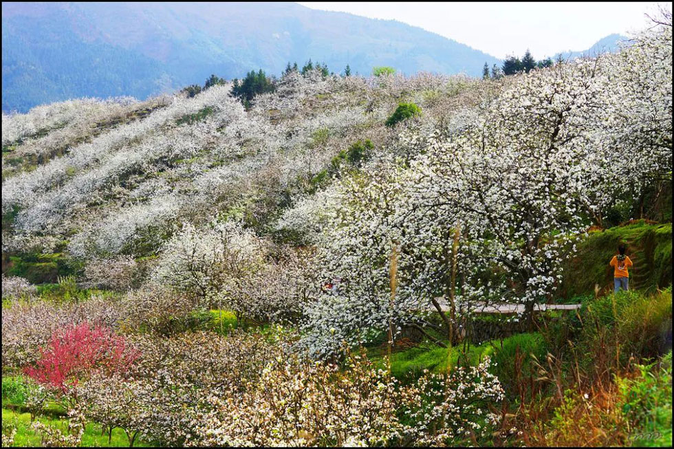 【春天，广西桂林灌阳县向您发出邀请！】我们在灌阳看梨花 - 游山玩水 - 赤峰生活社区 - 赤峰28生活网 chifeng.28life.net