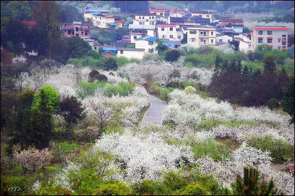 【春天，广西桂林灌阳县向您发出邀请！】我们在灌阳看梨花 - 游山玩水 - 赤峰生活社区 - 赤峰28生活网 chifeng.28life.net
