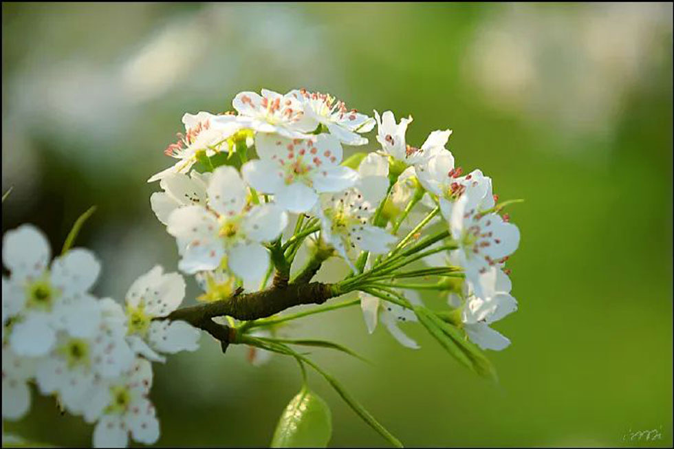 【春天，广西桂林灌阳县向您发出邀请！】我们在灌阳看梨花 - 游山玩水 - 赤峰生活社区 - 赤峰28生活网 chifeng.28life.net