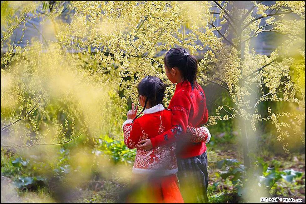 【春天，广西桂林灌阳县向您发出邀请！】米珠山前有片山苍子花在飘香 - 游山玩水 - 赤峰生活社区 - 赤峰28生活网 chifeng.28life.net