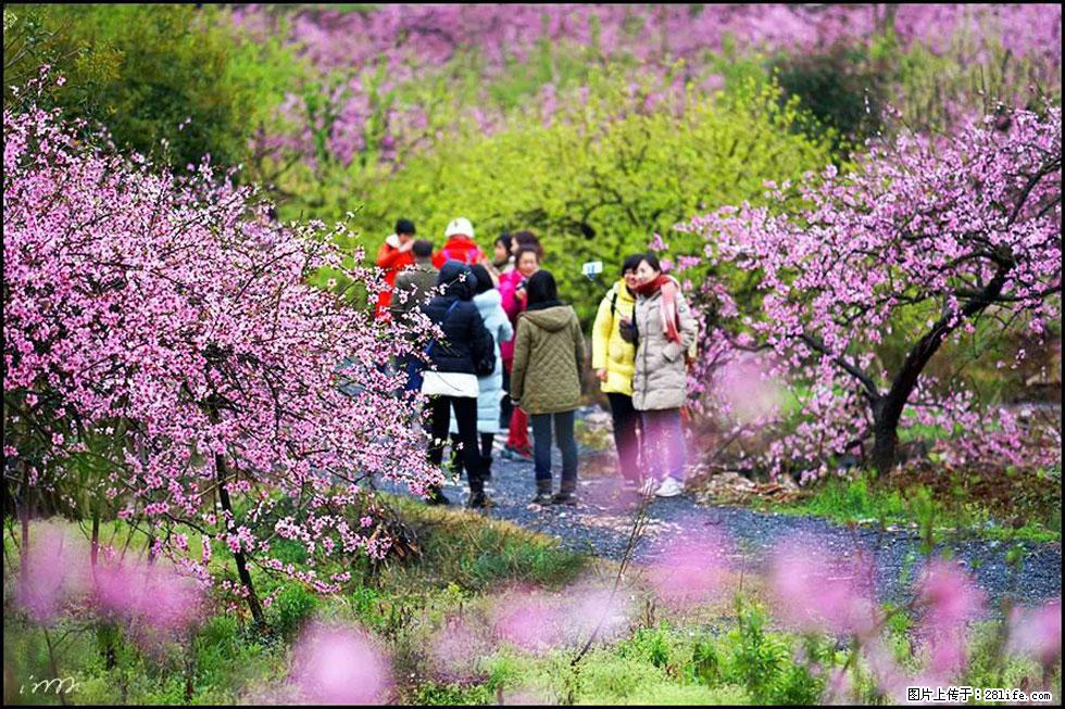 【春天，广西桂林灌阳县向您发出邀请！】官庄村有个醉美的桃花园 - 游山玩水 - 赤峰生活社区 - 赤峰28生活网 chifeng.28life.net