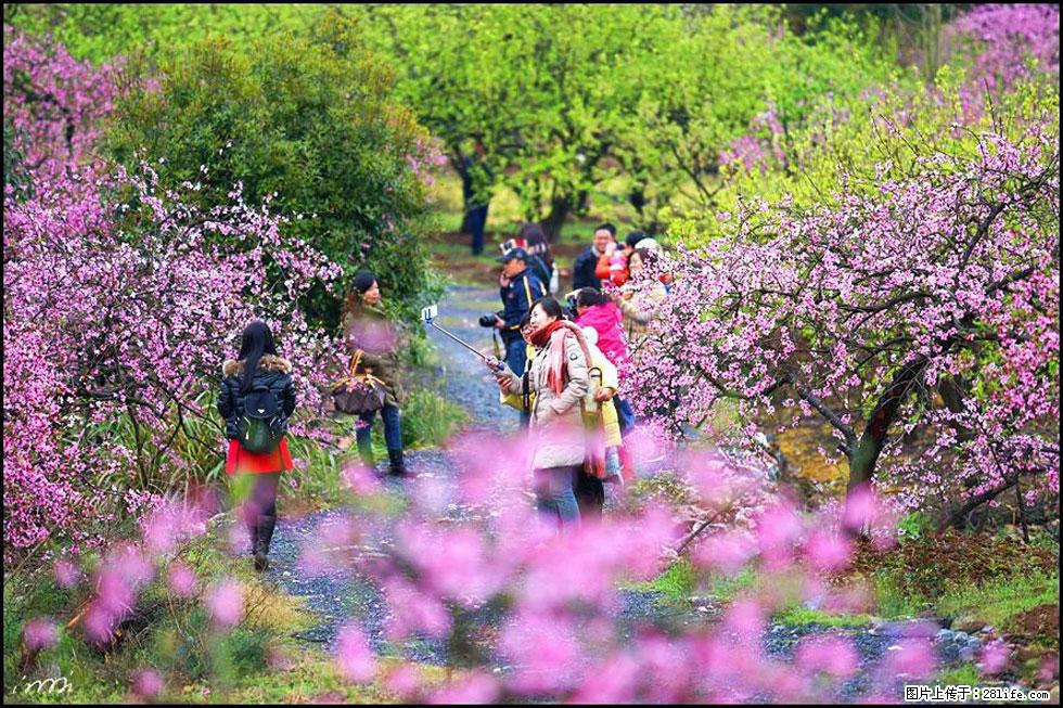 【春天，广西桂林灌阳县向您发出邀请！】官庄村有个醉美的桃花园 - 游山玩水 - 赤峰生活社区 - 赤峰28生活网 chifeng.28life.net