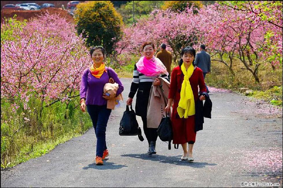 【春天，广西桂林灌阳县向您发出邀请！】官庄村有个醉美的桃花园 - 游山玩水 - 赤峰生活社区 - 赤峰28生活网 chifeng.28life.net