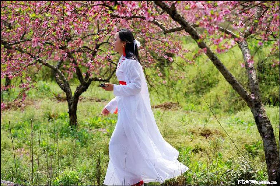 【春天，广西桂林灌阳县向您发出邀请！】官庄村有个醉美的桃花园 - 游山玩水 - 赤峰生活社区 - 赤峰28生活网 chifeng.28life.net