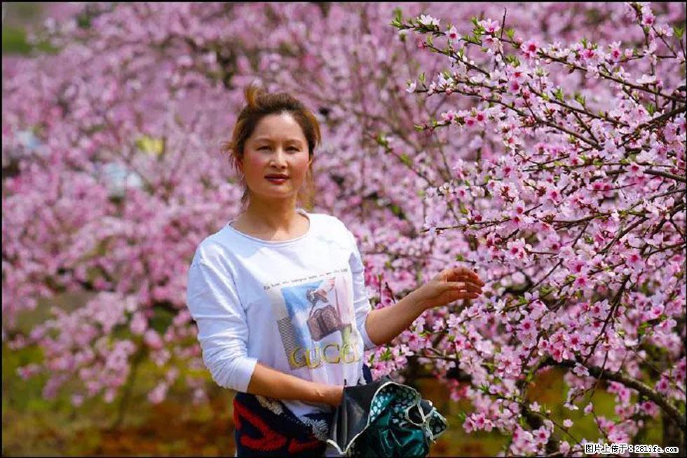 【春天，广西桂林灌阳县向您发出邀请！】官庄村有个醉美的桃花园 - 游山玩水 - 赤峰生活社区 - 赤峰28生活网 chifeng.28life.net