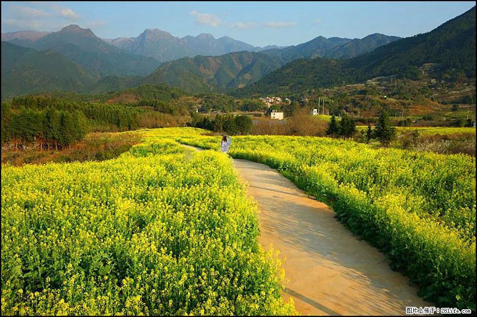 【春天，广西桂林灌阳县向您发出邀请！】长坪村油菜盛情花开 - 游山玩水 - 赤峰生活社区 - 赤峰28生活网 chifeng.28life.net