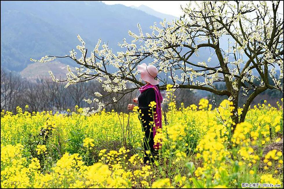 【春天，广西桂林灌阳县向您发出邀请！】长坪村油菜盛情花开 - 游山玩水 - 赤峰生活社区 - 赤峰28生活网 chifeng.28life.net