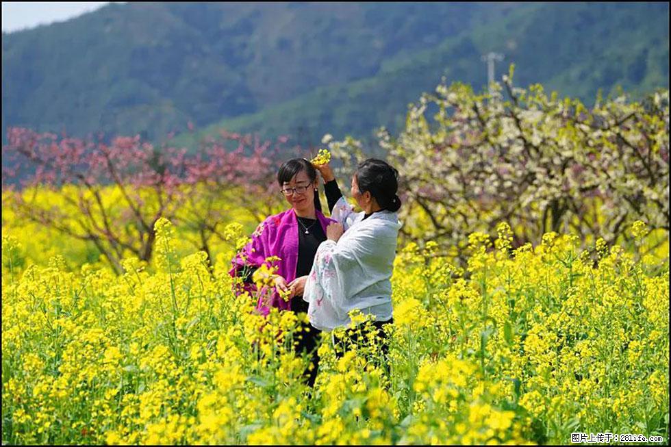 【春天，广西桂林灌阳县向您发出邀请！】长坪村油菜盛情花开 - 游山玩水 - 赤峰生活社区 - 赤峰28生活网 chifeng.28life.net