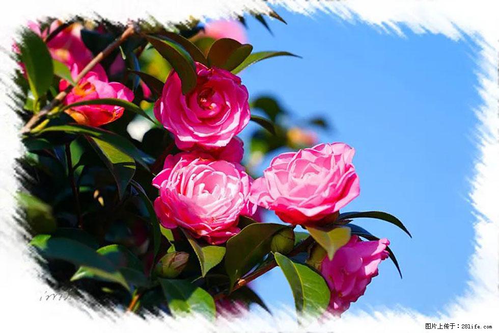 【春天，广西桂林灌阳县向您发出邀请！】杨柳井茶花惹人爱 - 游山玩水 - 赤峰生活社区 - 赤峰28生活网 chifeng.28life.net