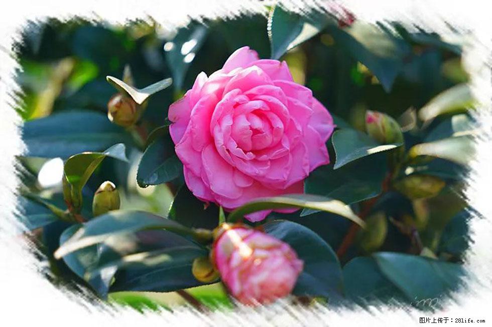 【春天，广西桂林灌阳县向您发出邀请！】杨柳井茶花惹人爱 - 游山玩水 - 赤峰生活社区 - 赤峰28生活网 chifeng.28life.net