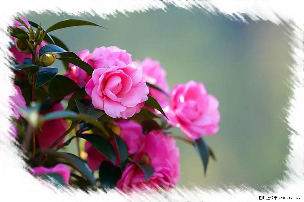 【春天，广西桂林灌阳县向您发出邀请！】杨柳井茶花惹人爱 - 游山玩水 - 赤峰生活社区 - 赤峰28生活网 chifeng.28life.net