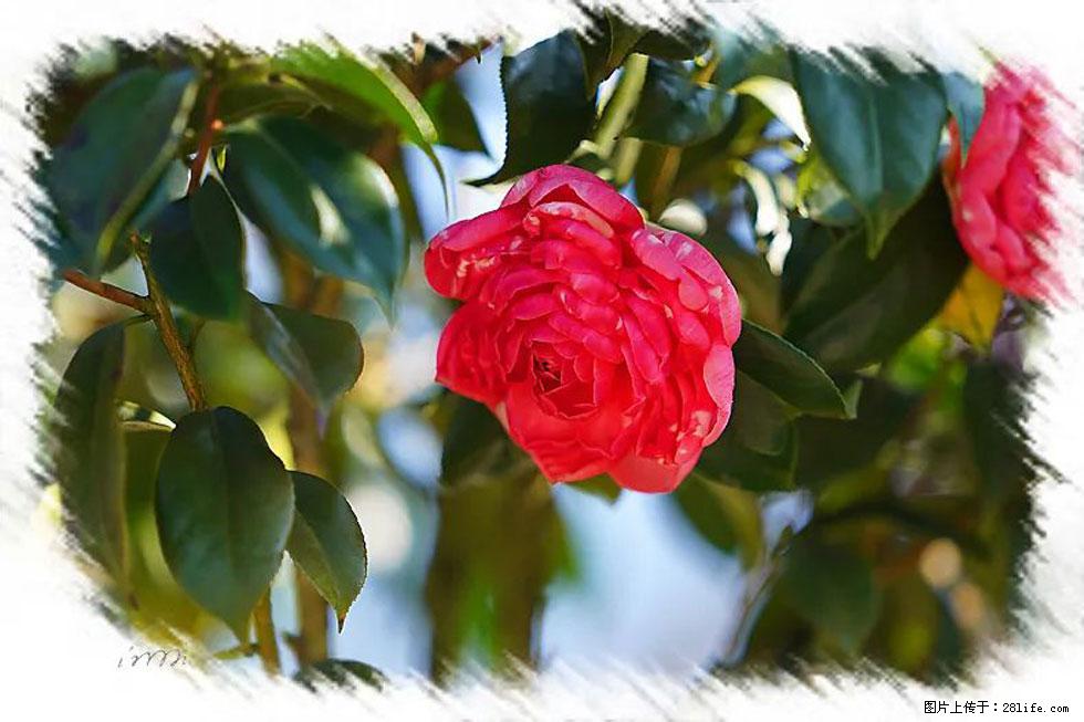【春天，广西桂林灌阳县向您发出邀请！】杨柳井茶花惹人爱 - 游山玩水 - 赤峰生活社区 - 赤峰28生活网 chifeng.28life.net