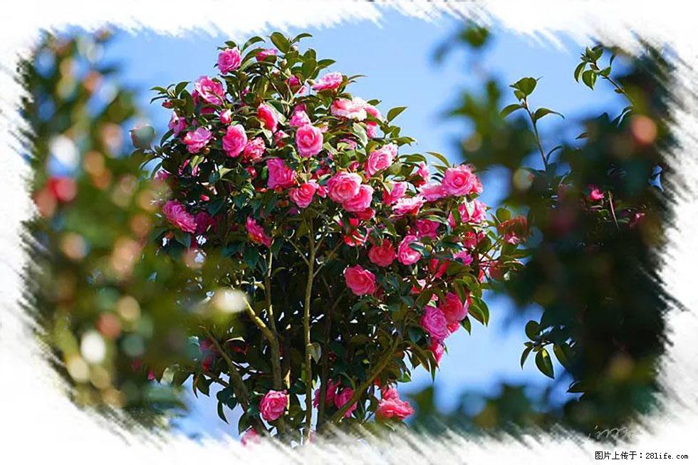 【春天，广西桂林灌阳县向您发出邀请！】杨柳井茶花惹人爱 - 游山玩水 - 赤峰生活社区 - 赤峰28生活网 chifeng.28life.net