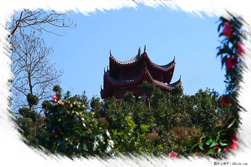 【春天，广西桂林灌阳县向您发出邀请！】杨柳井茶花惹人爱 - 游山玩水 - 赤峰生活社区 - 赤峰28生活网 chifeng.28life.net