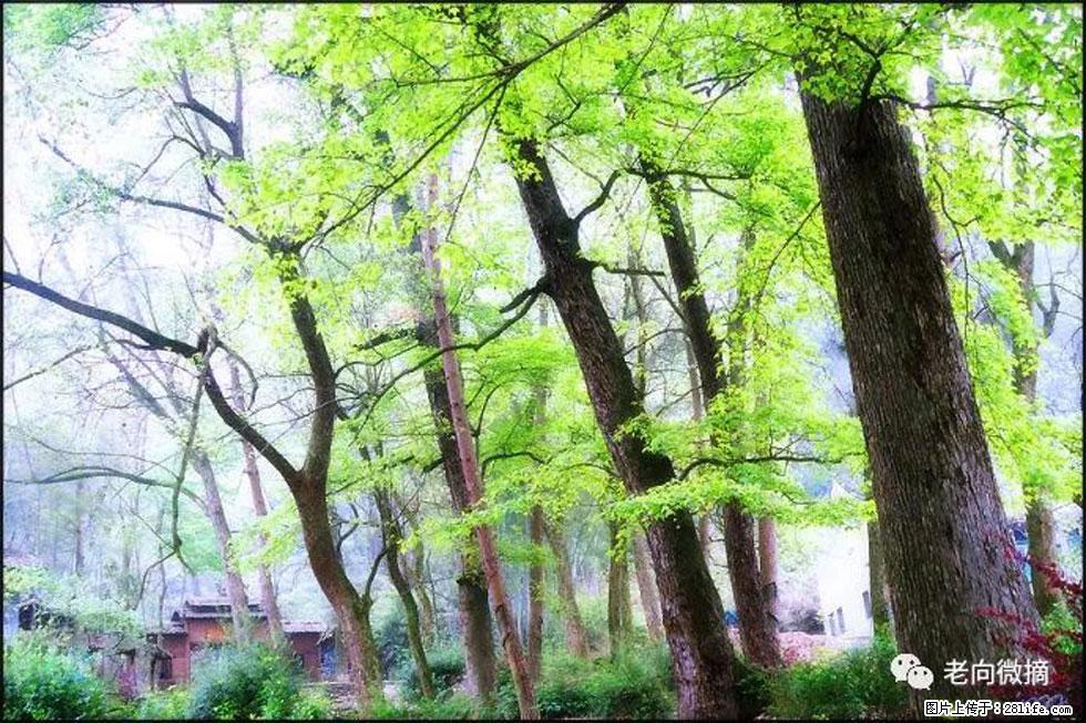 【春天，广西桂林灌阳县向您发出邀请！】在小龙村与春天约会 - 游山玩水 - 赤峰生活社区 - 赤峰28生活网 chifeng.28life.net