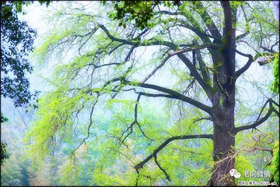 【春天，广西桂林灌阳县向您发出邀请！】在小龙村与春天约会 - 游山玩水 - 赤峰生活社区 - 赤峰28生活网 chifeng.28life.net