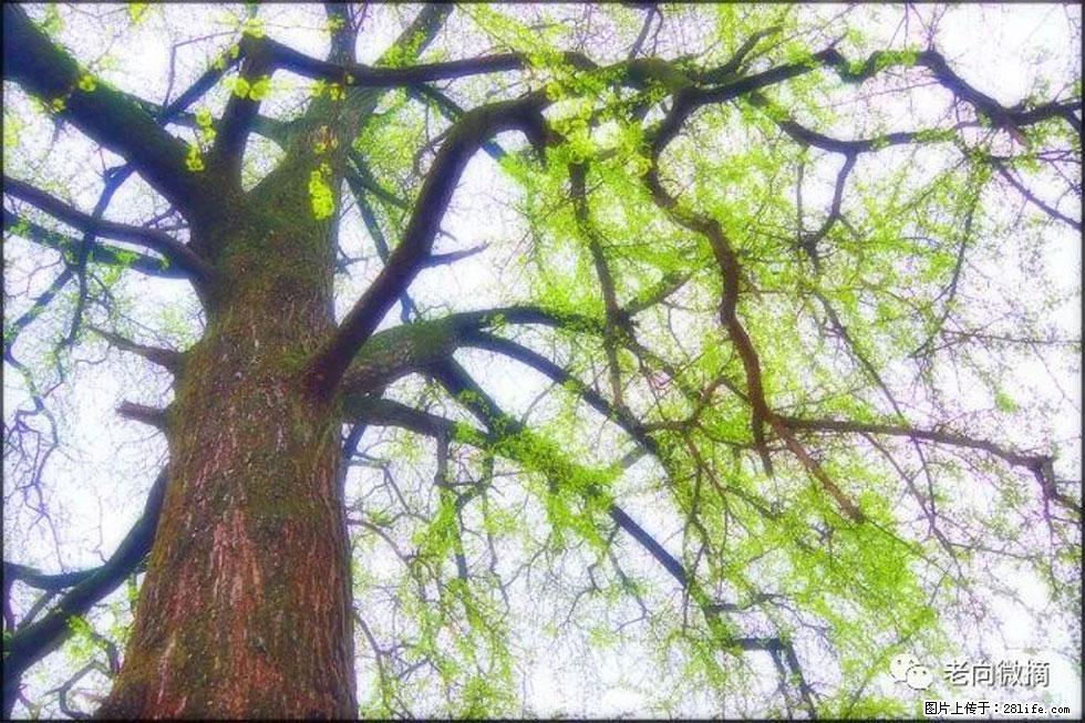 【春天，广西桂林灌阳县向您发出邀请！】在小龙村与春天约会 - 游山玩水 - 赤峰生活社区 - 赤峰28生活网 chifeng.28life.net