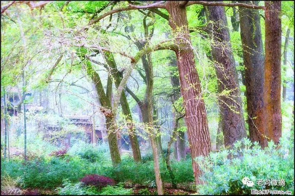 【春天，广西桂林灌阳县向您发出邀请！】在小龙村与春天约会 - 游山玩水 - 赤峰生活社区 - 赤峰28生活网 chifeng.28life.net
