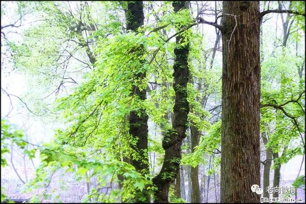 【春天，广西桂林灌阳县向您发出邀请！】在小龙村与春天约会 - 游山玩水 - 赤峰生活社区 - 赤峰28生活网 chifeng.28life.net