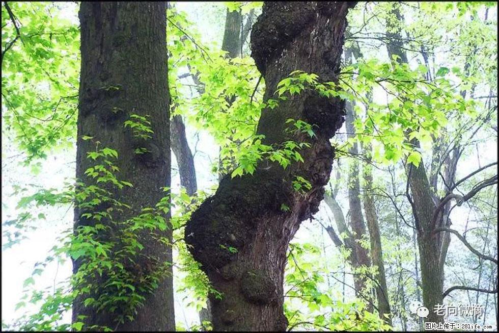【春天，广西桂林灌阳县向您发出邀请！】在小龙村与春天约会 - 游山玩水 - 赤峰生活社区 - 赤峰28生活网 chifeng.28life.net