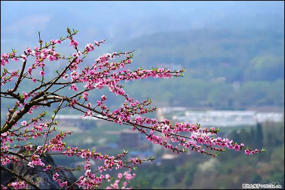 【春天，广西桂林灌阳县向您发出邀请！】望月岭上桃花开 - 游山玩水 - 赤峰生活社区 - 赤峰28生活网 chifeng.28life.net
