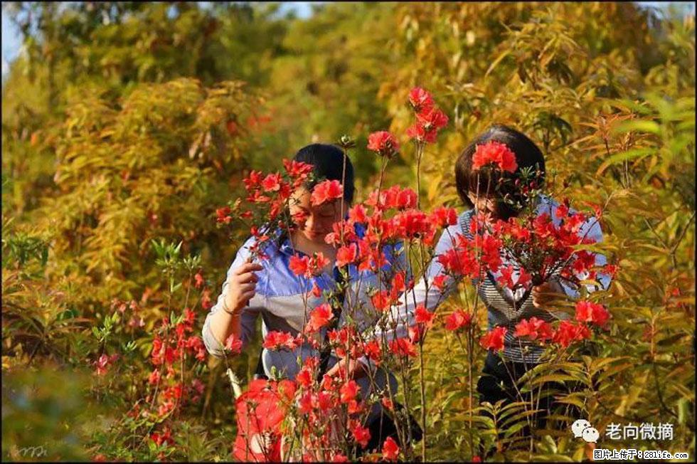 【春天，广西桂林灌阳县向您发出邀请！】登麒麟山，相约映山红 - 游山玩水 - 赤峰生活社区 - 赤峰28生活网 chifeng.28life.net