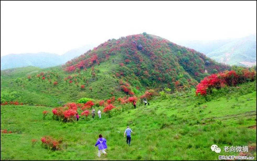 【春天，广西桂林灌阳县向您发出邀请！】宝盖山上映山红 - 游山玩水 - 赤峰生活社区 - 赤峰28生活网 chifeng.28life.net