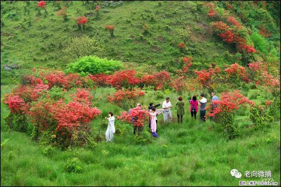 【春天，广西桂林灌阳县向您发出邀请！】宝盖山上映山红 - 游山玩水 - 赤峰生活社区 - 赤峰28生活网 chifeng.28life.net