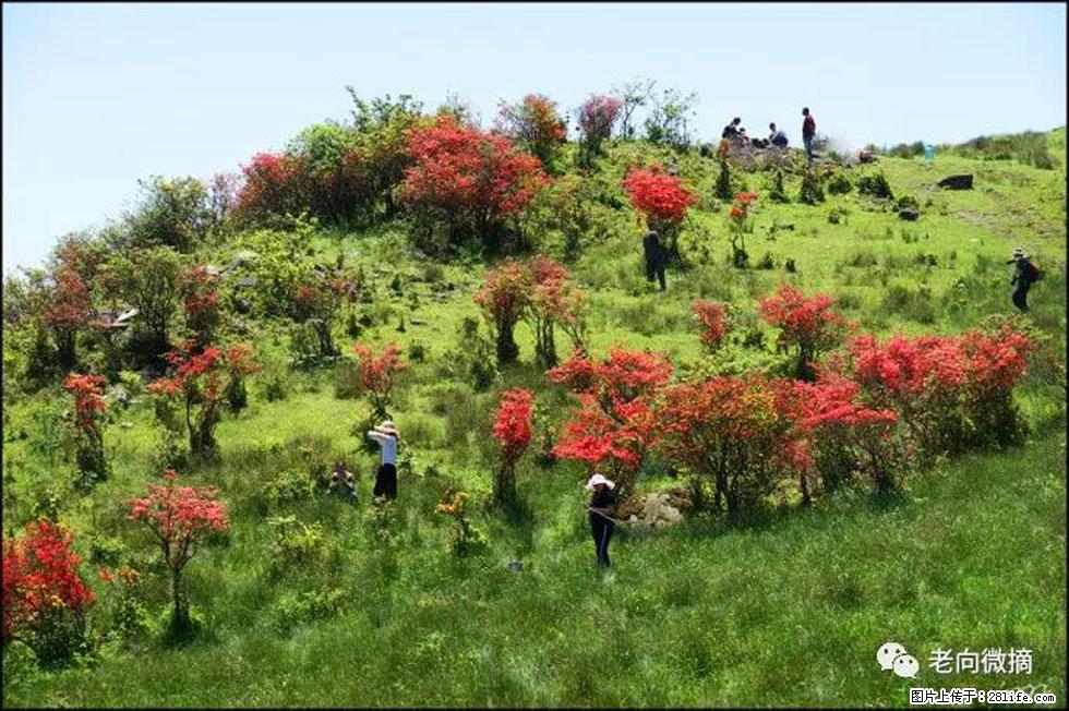 【春天，广西桂林灌阳县向您发出邀请！】宝盖山上映山红 - 游山玩水 - 赤峰生活社区 - 赤峰28生活网 chifeng.28life.net