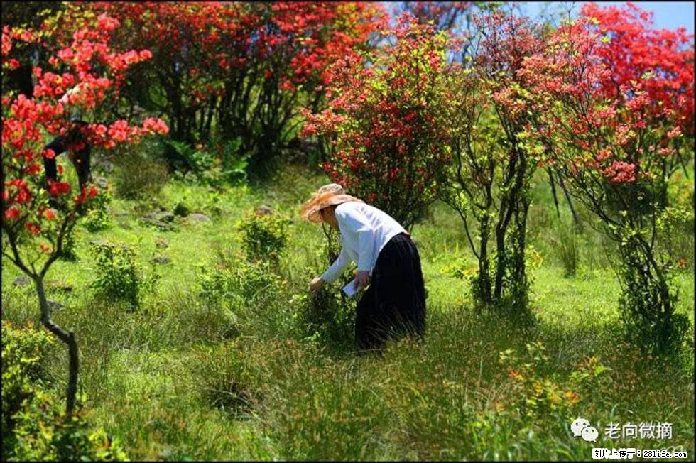 【春天，广西桂林灌阳县向您发出邀请！】宝盖山上映山红 - 游山玩水 - 赤峰生活社区 - 赤峰28生活网 chifeng.28life.net