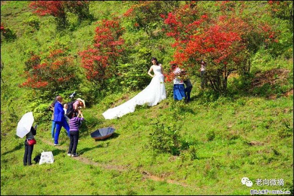 【春天，广西桂林灌阳县向您发出邀请！】宝盖山上映山红 - 游山玩水 - 赤峰生活社区 - 赤峰28生活网 chifeng.28life.net