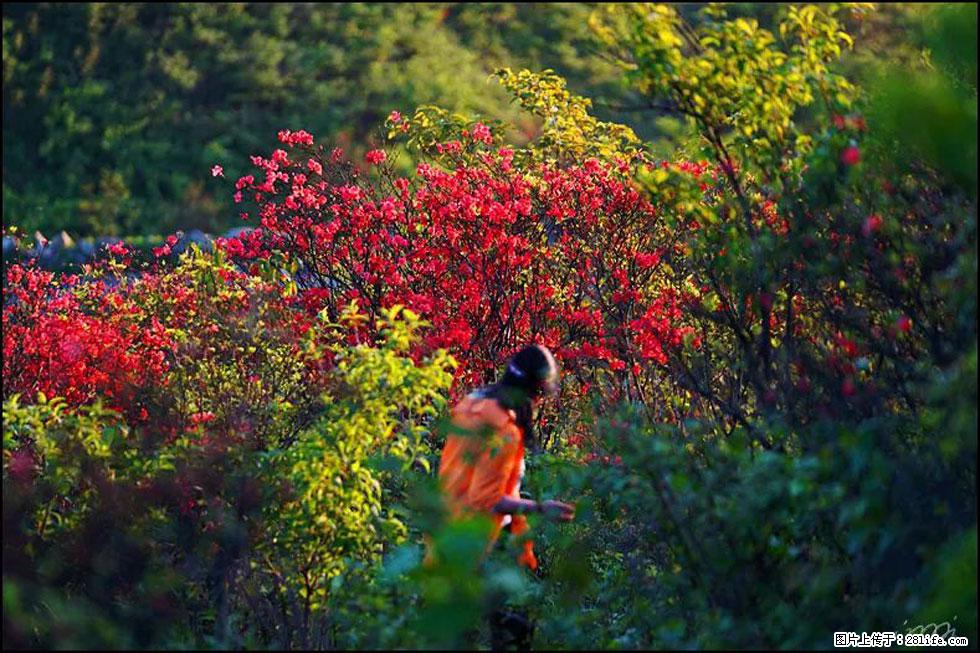 【春天，广西桂林灌阳县向您发出邀请！】春木界上映山红 - 游山玩水 - 赤峰生活社区 - 赤峰28生活网 chifeng.28life.net