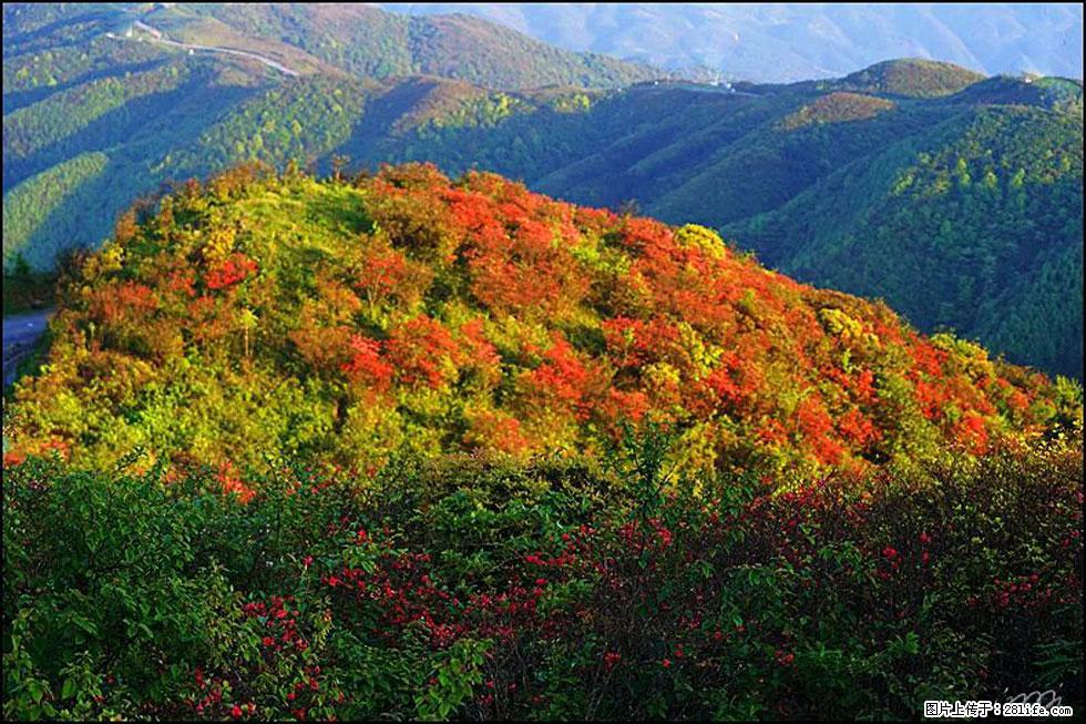 【春天，广西桂林灌阳县向您发出邀请！】春木界上映山红 - 游山玩水 - 赤峰生活社区 - 赤峰28生活网 chifeng.28life.net