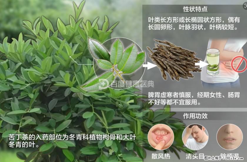 苦丁茶有哪些功效和作用 - 生活百科 - 赤峰生活社区 - 赤峰28生活网 chifeng.28life.net