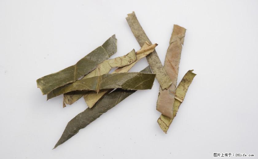 苦丁茶有哪些功效和作用 - 生活百科 - 赤峰生活社区 - 赤峰28生活网 chifeng.28life.net