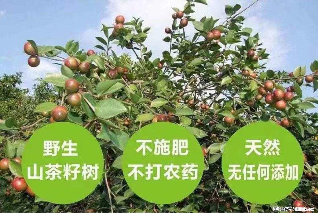 【灌阳县油茶产业示范区】一个有着充实的精神生活的人，对待身外之物自会有一种淡泊的态度 - 美食天地 - 赤峰生活社区 - 赤峰28生活网 chifeng.28life.net