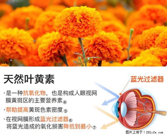 叶黄素有什么功效和作用 - 生活百科 - 赤峰生活社区 - 赤峰28生活网 chifeng.28life.net