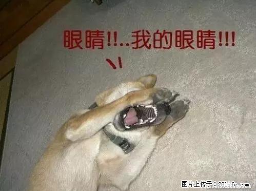 笑癫了！一女的怀孕三年未生，他终于忍不住了... - 娱乐八卦 - 赤峰生活社区 - 赤峰28生活网 chifeng.28life.net