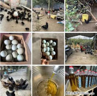 油茶园从小鸡仔开始养起的纯土鸡、土鸡蛋可以预定啦！还有前几天刚榨的纯山茶油哦 - 赤峰28生活网 chifeng.28life.net