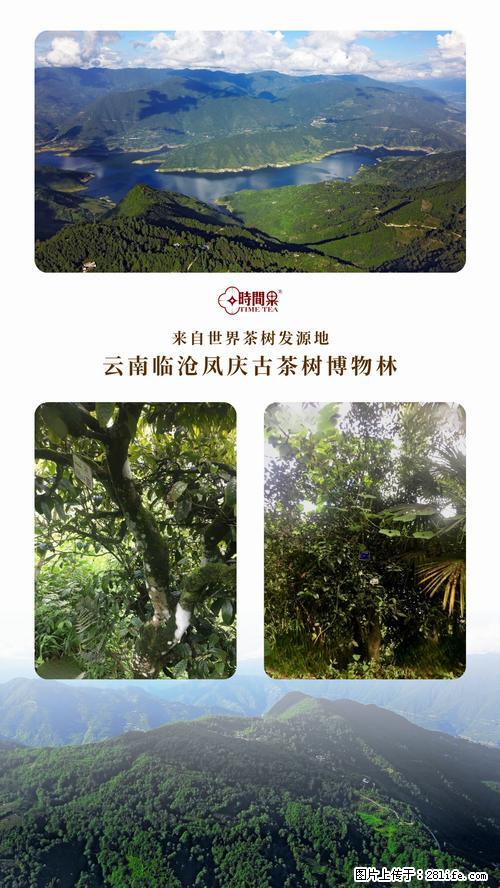 时间果百年古树2025年春红茶 - 购物交流 - 赤峰生活社区 - 赤峰28生活网 chifeng.28life.net