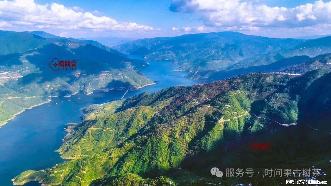 时间果百年古树龙珠普洱生茶 - 购物交流 - 赤峰生活社区 - 赤峰28生活网 chifeng.28life.net