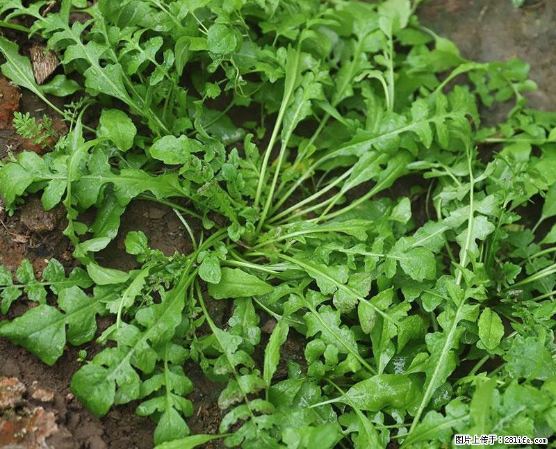 这些蔬菜是“天然钙片”，这6种被医生重点推荐 - 赤峰生活资讯 - 赤峰28生活网 chifeng.28life.net