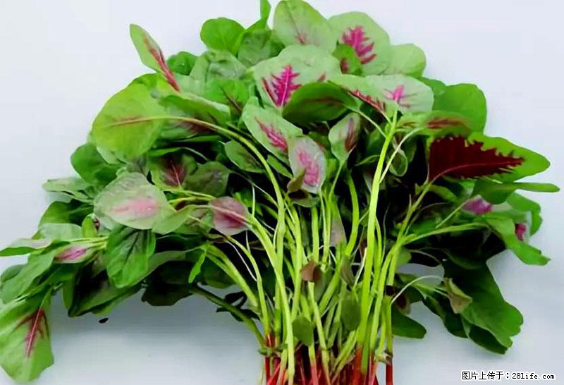 这些蔬菜是“天然钙片”，这6种被医生重点推荐 - 赤峰生活资讯 - 赤峰28生活网 chifeng.28life.net