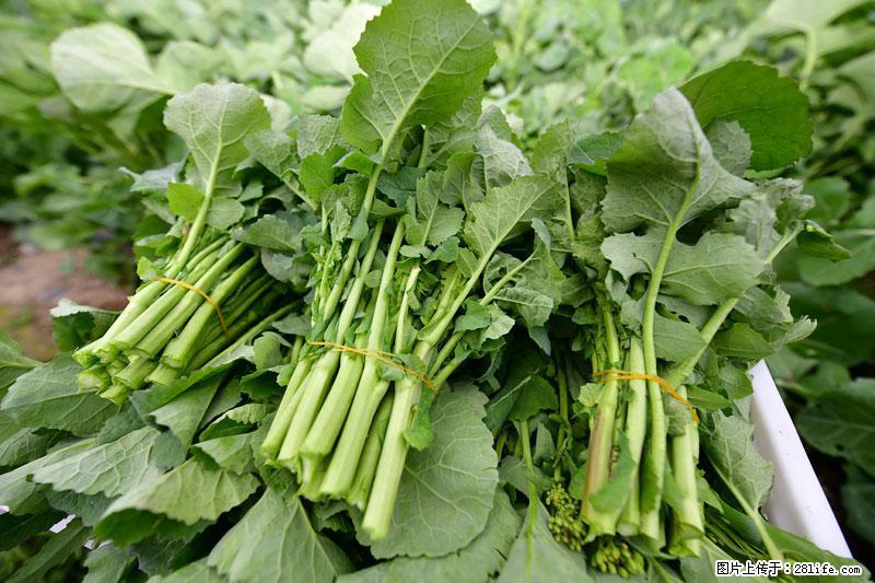 这些蔬菜是“天然钙片”，这6种被医生重点推荐 - 赤峰生活资讯 - 赤峰28生活网 chifeng.28life.net